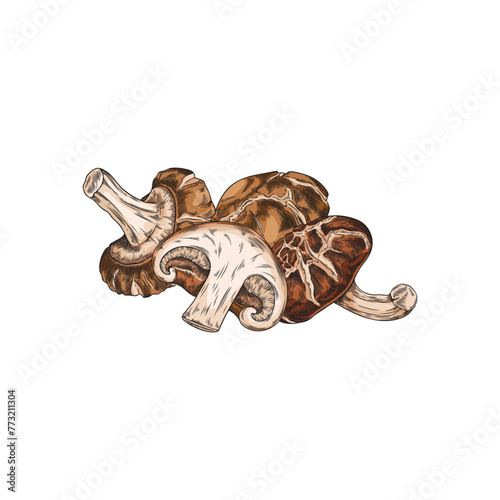 Shiitake mushrooms harvest heap hand drawn vector illustration, Asian brown fungi whole and cut natural organic food
