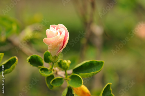A Hybrid Hibiscus Bud