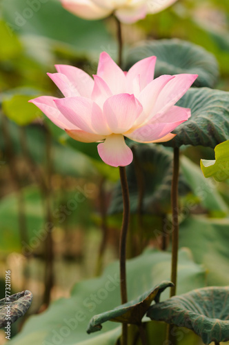 A Blooming Pink Lotus