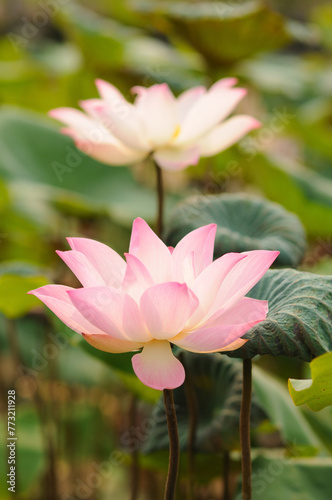 Blooming Pink Lotus