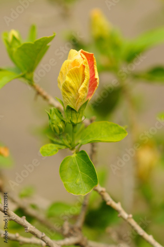 A Hybrid Hibiscus Bud