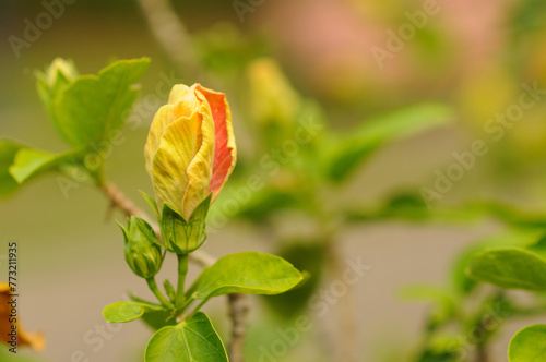 A Hybrid Hibiscus Bud