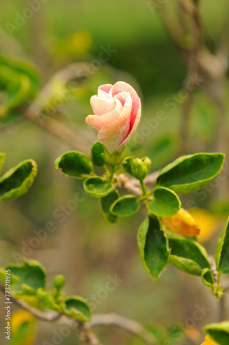 A Hybrid Hibiscus Bud