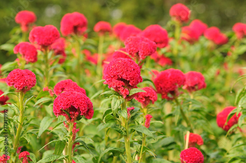 Blooming Red Cockscomb Flowers
