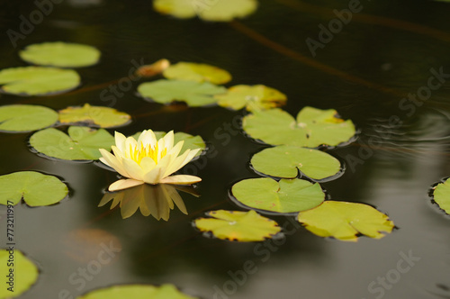 A White Water Lily and Lily Pads