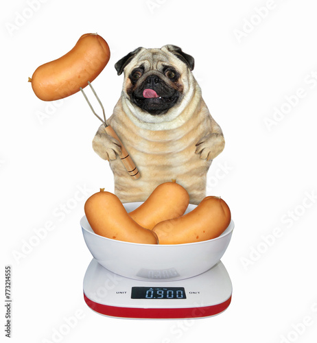 Dog pug near kitchen scale with sausages