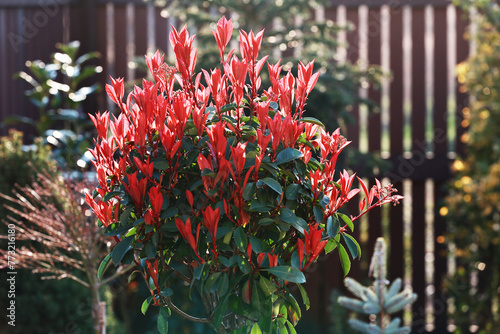 Photinia Red Robin in the garden.