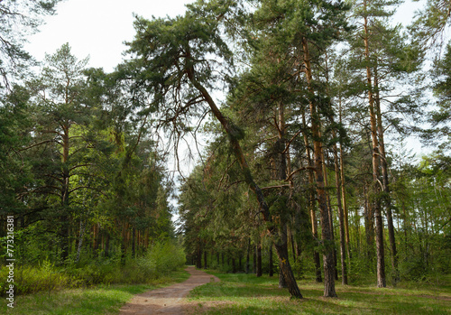 The forest trail passes under a sloping pine tree in a picturesque forest