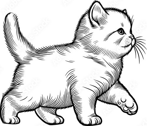 Sketch of kittem, cute kitten cat hand drawn 