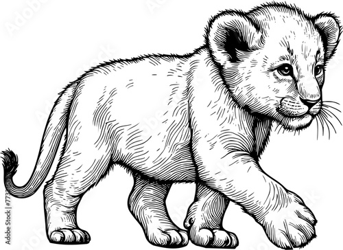 illustration of lion cub