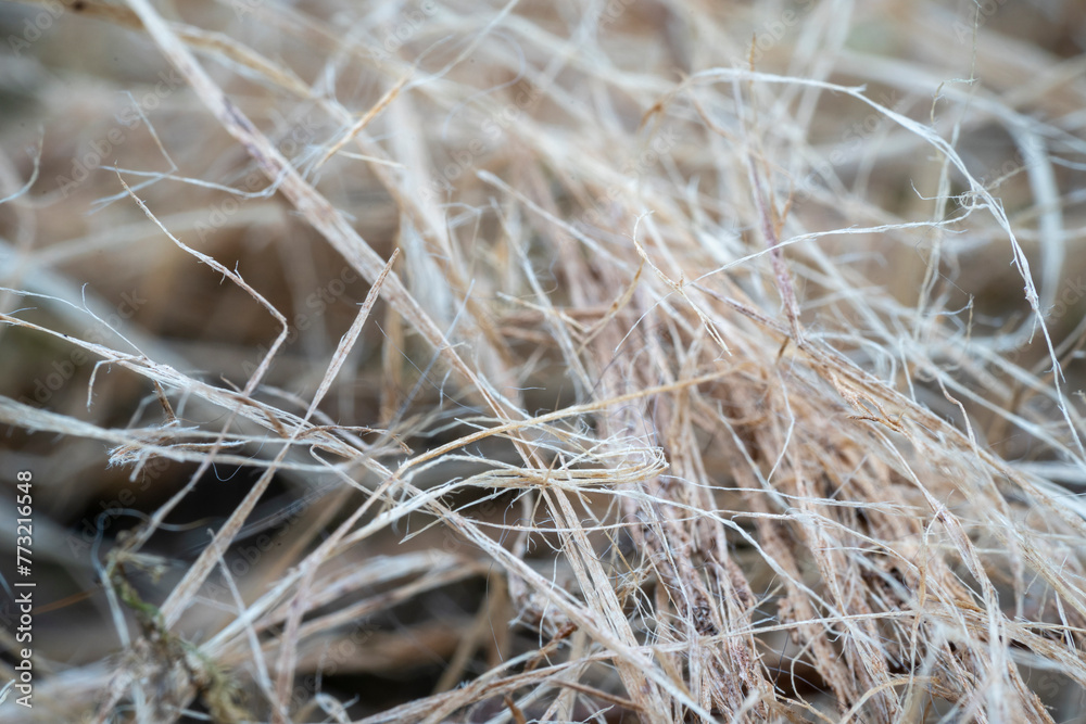 Close Up View of Dry Grass Reveals Intricate Texture and Color Variations. Close Up View of Dry Grass Reveals Intricate Texture and Color Variations.