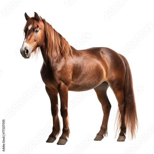 Portrait of a brown horse standing with long mane  isolated on transparent background cutout
