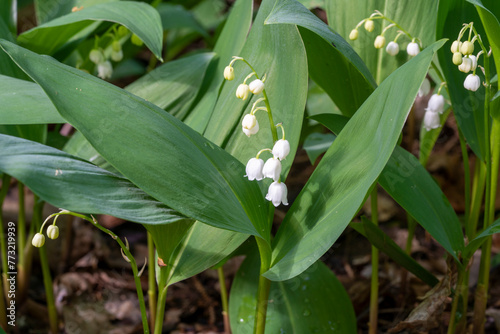 Bloom of the Lily of the Valley with Elegance.