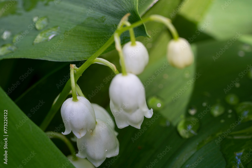 First Green Leaves and White Flowers Enchant Forest with Natural Beauty. First Green Leaves and White Flowers Enchant Forest with Natural Beauty.
