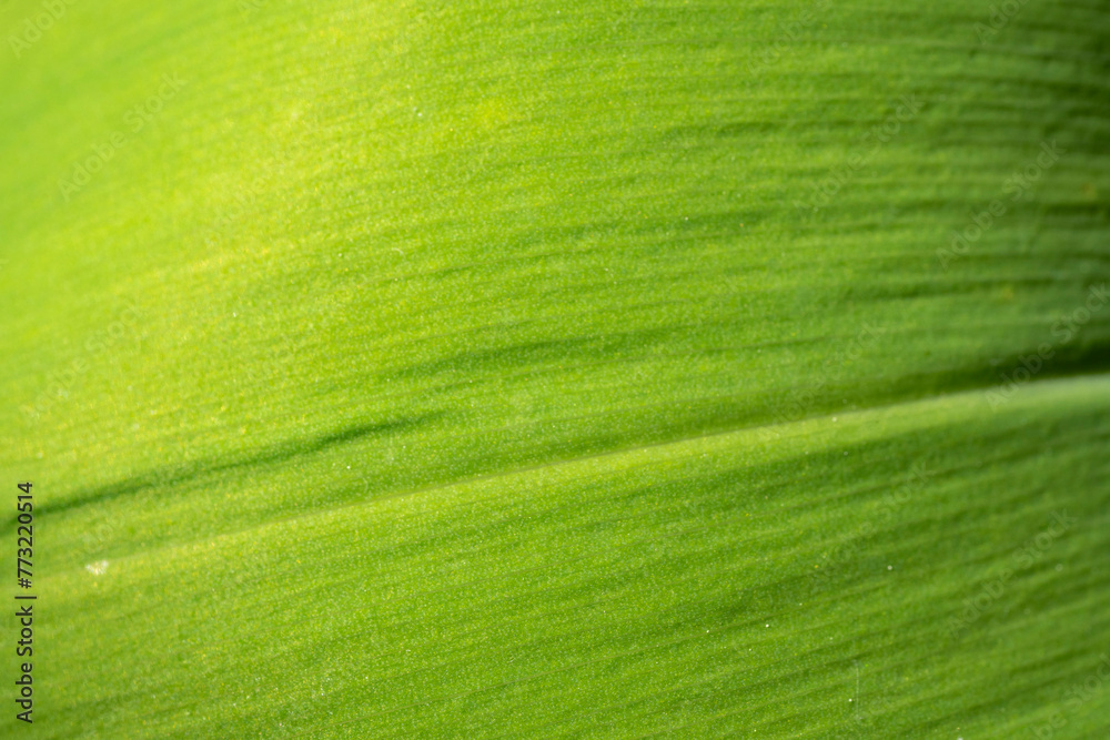 Macro Shot of the Lily of the Valley Leaf, Textured Detail. Macro Shot of the Lily of the Valley Leaf, Textured Detail.