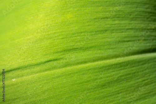 Macro Shot of the Lily of the Valley Leaf, Textured Detail.