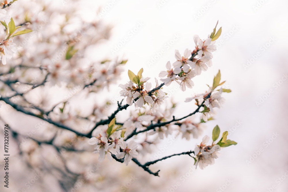 Beautiful branch of white flowers in a blooming garden in Prague Beautiful branch of white flowers in a blooming garden in Prague