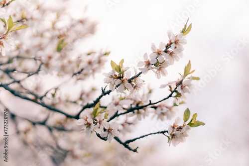 Beautiful branch of white flowers in a blooming garden in Prague