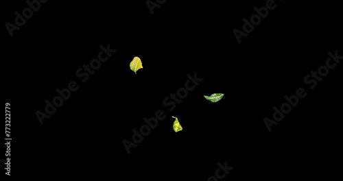 Yellow and Green leaves decorative wood flying with the wind slow motion isolated on black background