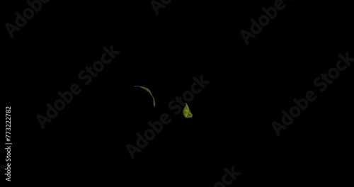 Yellow and Green leaves decorative wood flying with the wind slow motion isolated on black background