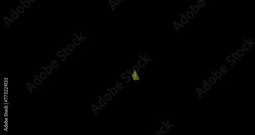 Yellow and Green leaves decorative wood flying with the wind slow motion isolated on black background