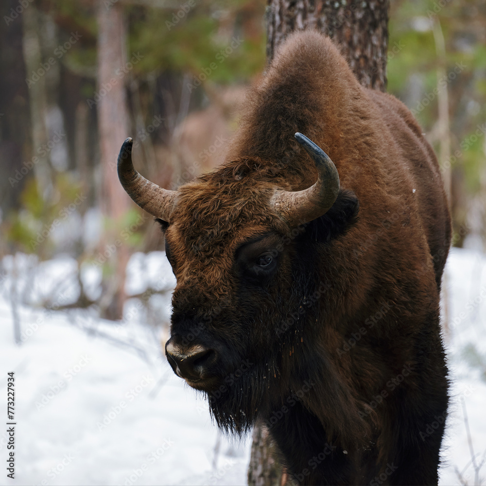 Wild European Bison in Winter Forest. European bison - Bison bonasus, artiodactyl mammals of the genus bison. Portrait of a rare animal