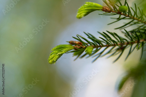 Young Needles of a Spruce Tree Shining with Vivid Green Color.