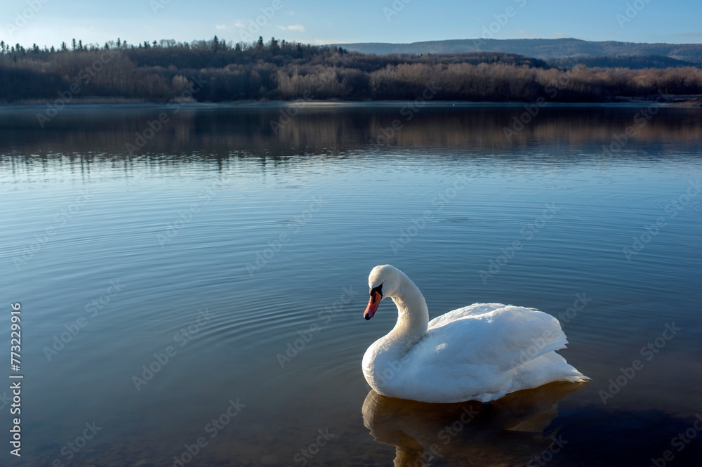Fototapeta premium A white majestic swan floats in front of a wave of water. Young swan in the middle of the water. Drops on a wet head.