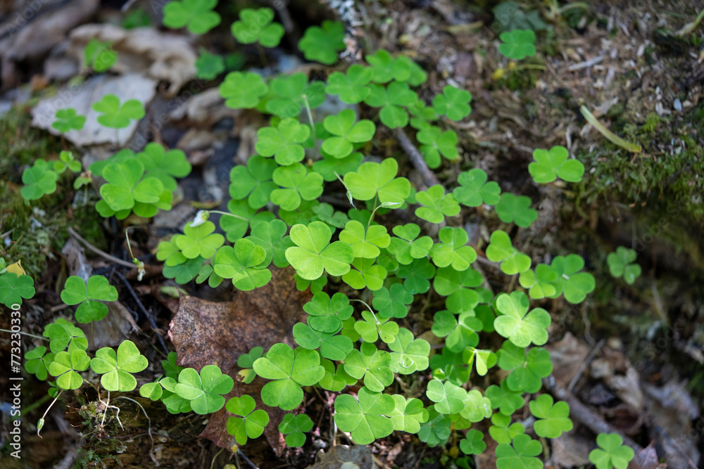 Forest Spring Plants Shining with Vivid Green Color.
