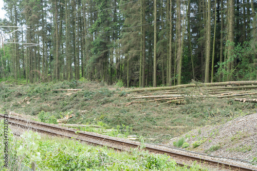 Many Cut Trees Along Train Rails.