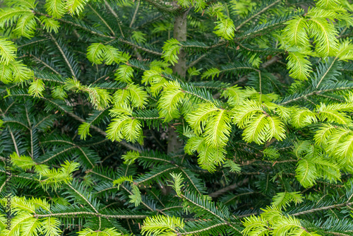 Young Needles of a Spruce Shining with Vivid Green Color, Macro Shot.