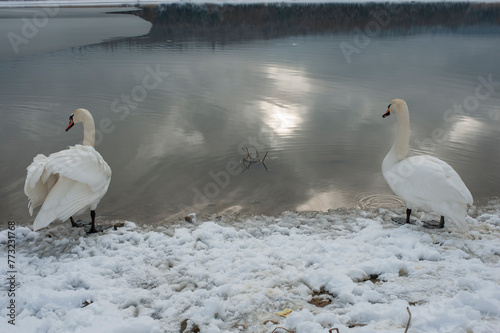 White swan onlake shore. Swan on beach. Swan on shore photo