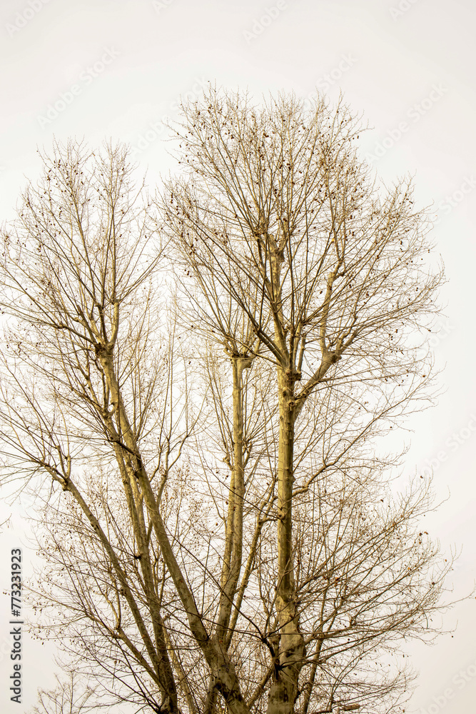 Bare tree branches against a cloudy sky. Abstract background Bare tree branches against a cloudy sky. Abstract background