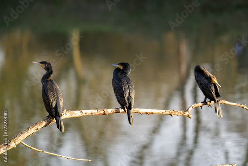 Trois paisibles cormorans alignés sur une branche vus de dos dont l'un se lave les plumes photo
