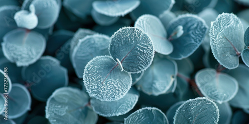 Closeup view of frostcovered eucalyptus leaves in a winter morning, nature background with frozen foliage
