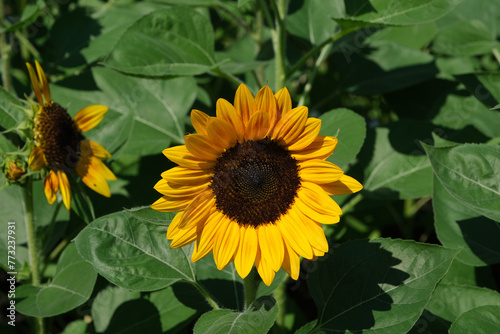Sunflowers blooming in the park