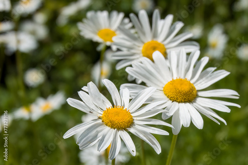 close up of pretty white ox eye daisies with a blurred green background