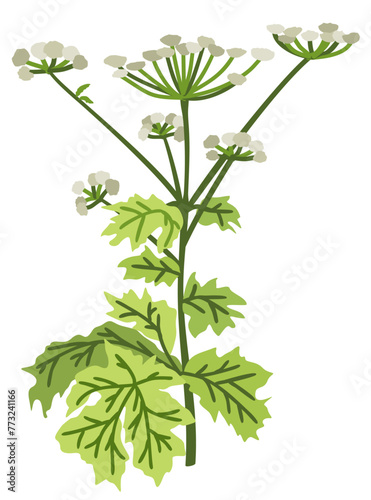 Hogweed. Vector botanical isolated illustration.
