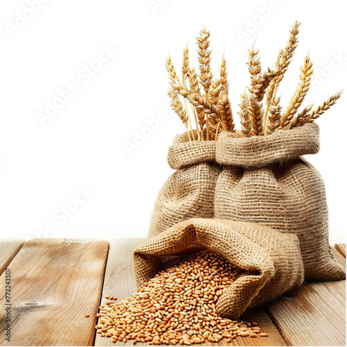 Sack with wheat grain on a white background, ears sticking out of the bag
 photo