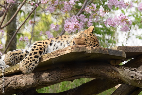 Schlafender Leopard 