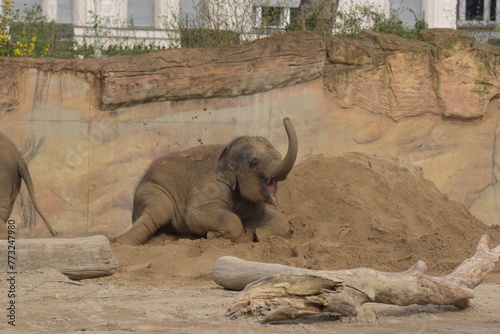 elephant in zoo, Elefant im Sand
