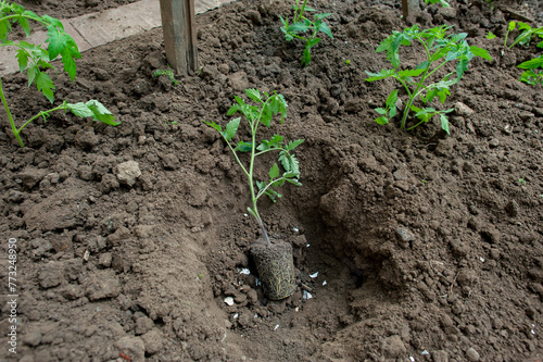Planter des tomates en pleine terre