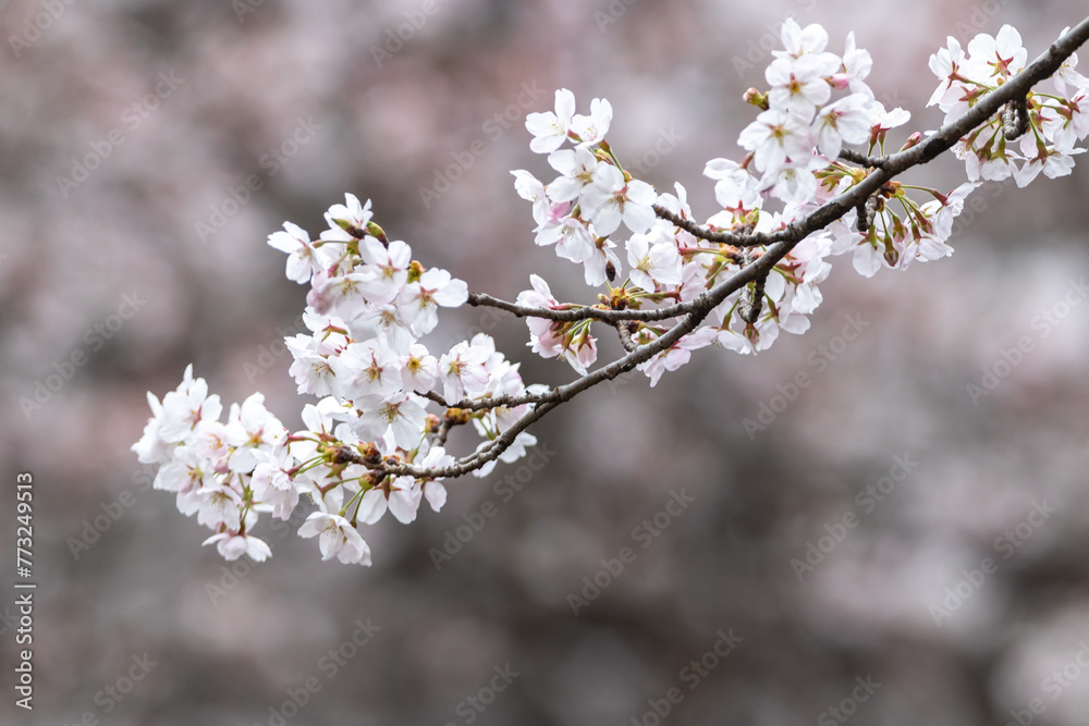 a spring scene with cherry blossoms in bloom a spring scene with cherry blossoms in bloom