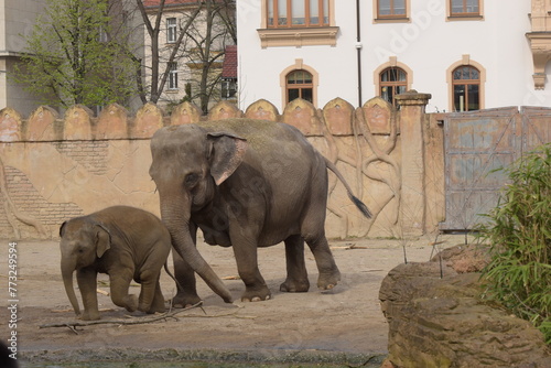 elephants in the zoo, Jungtier und Muttertier 