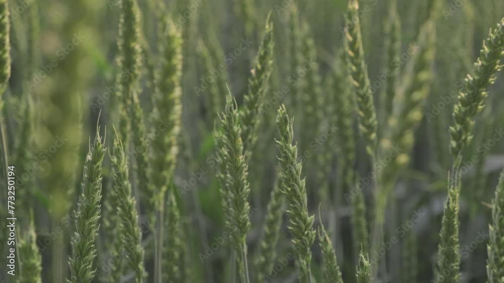 A closeup of a field of wheat, a terrestrial plant, growing under the sun in a natural landscape, surrounded by grass and flowering plants A closeup of a field of wheat, a terrestrial plant, growing under the sun in a natural landscape, surrounded by grass and flowering plants