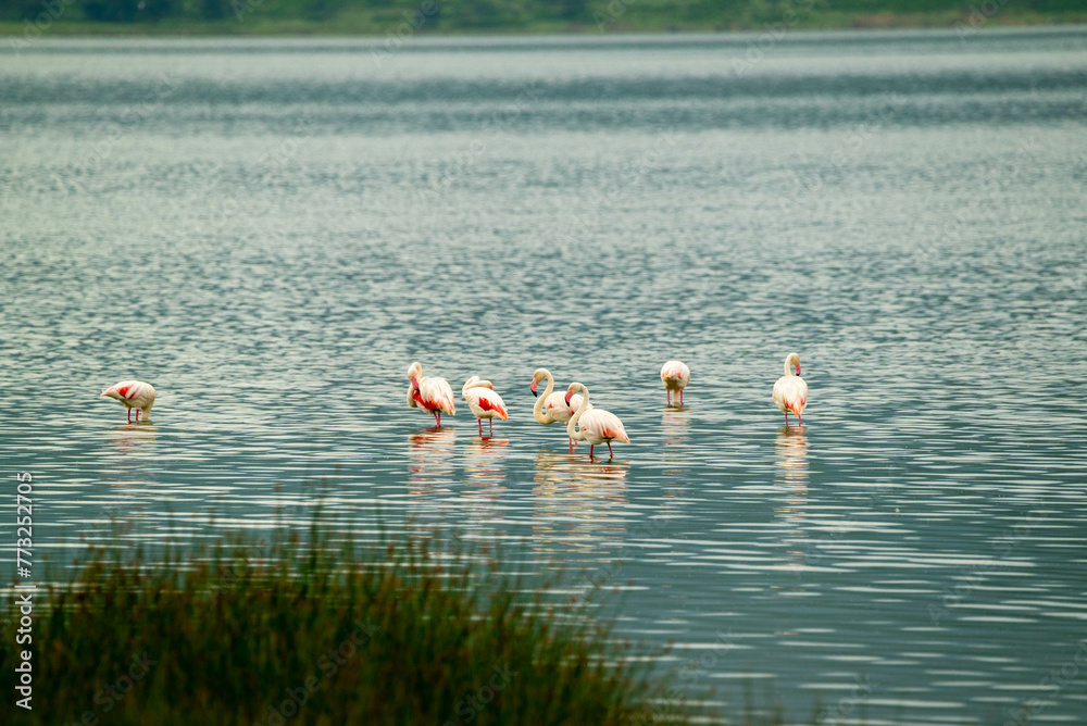 Flamingo , found in east African salty water lakes. they migrate from time to time . 