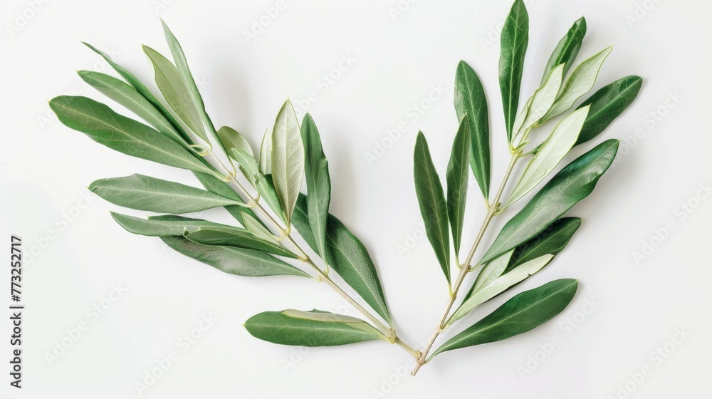 An olive branch with leaves isolated on a white background close-up