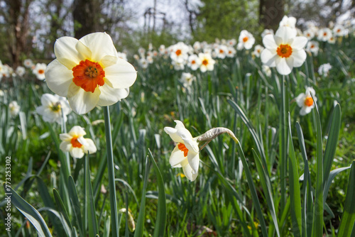 The Narcissus blooming in a park 