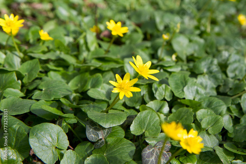 The lesser celandine or fig buttercup (Ficaria verna) blooming in spring