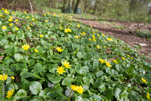 The lesser celandine or fig buttercup (Ficaria verna) blooming in spring